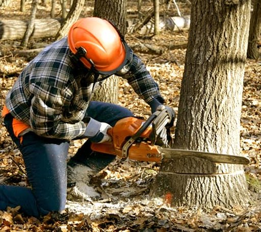 Tree Removal in Wyoming, IL